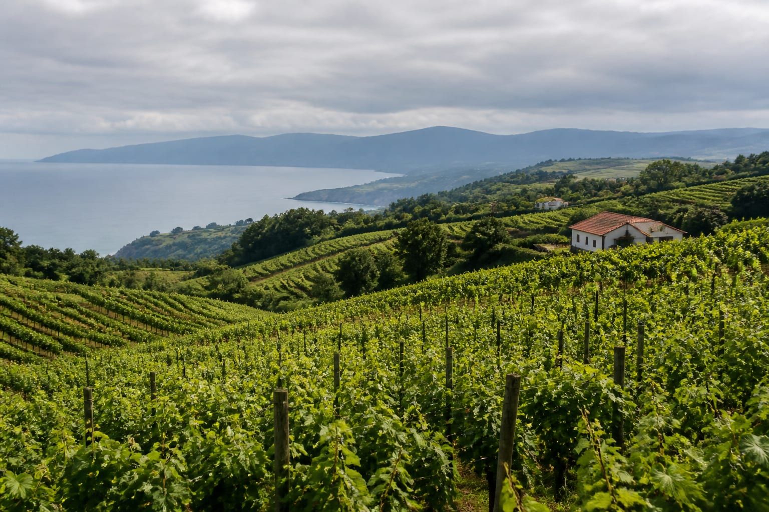 Txakoli vines on the Jaizkibel hills above Hondarribia, with the Atlantic in haze